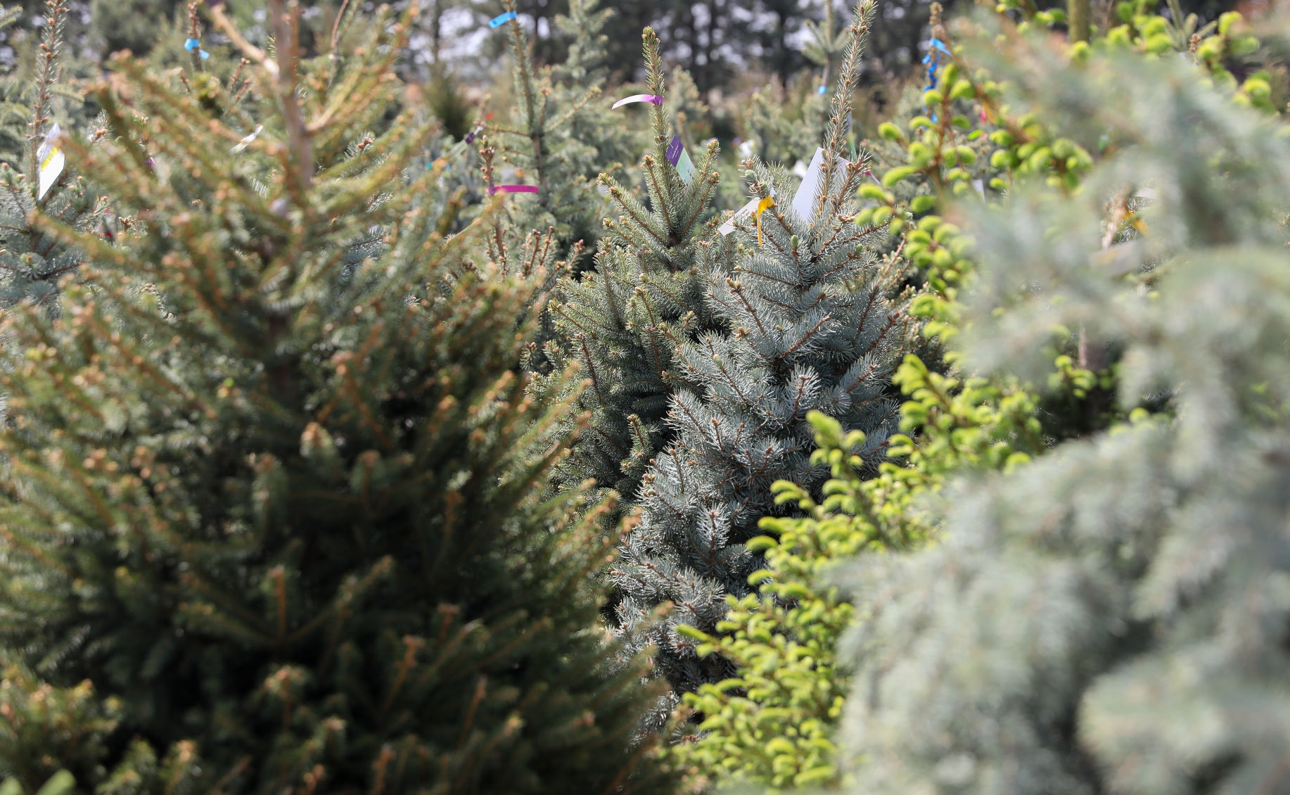 Steinbrink Landscaping & Greenhouses